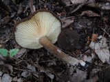 Lactarius lignyotus var. nigroviolascens image