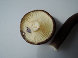 Lactarius lignyotus var. nigroviolascens image