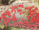 Peniophora rufa image