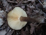 Lactarius lignyotus var. nigroviolascens image