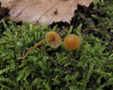 Galerina calyptrata image