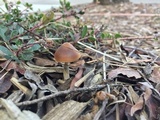 Psilocybe azurescens image