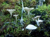Arrhenia rickenii image