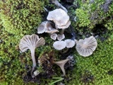 Arrhenia rickenii image
