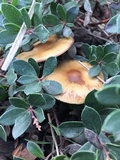 Psilocybe azurescens image