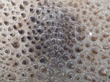 Lycoperdon nigrescens image