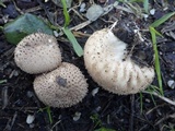 Lycoperdon nigrescens image