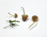 Galerina calyptrata image