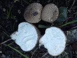 Lycoperdon nigrescens image