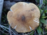 Armillaria gallica image