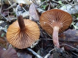 Lactarius camphoratus image