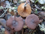 Lactarius camphoratus image