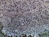 Diploschistes actinostomus image