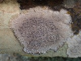 Diploschistes actinostomus image