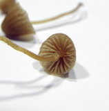 Galerina calyptrata image