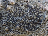 Lecidea fuscoatra image