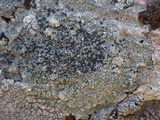 Lecidea fuscoatra image