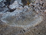 Lecidea fuscoatra image