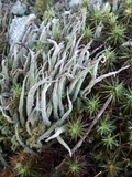 Cladonia subulata image