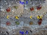 Lecidea fuscoatra image