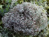 Cladonia rangiformis image