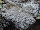 Pertusaria lactea image