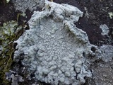 Pertusaria lactea image