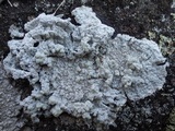 Pertusaria lactea image