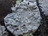 Pertusaria lactea image