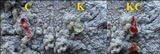 Pertusaria lactea image