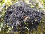 Leptogium gelatinosum image