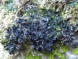 Leptogium gelatinosum image