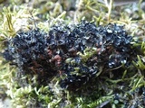 Leptochidium albociliatum image