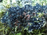 Leptochidium albociliatum image