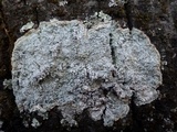 Pertusaria albescens var. albescens image