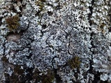 Physcia aipolia image