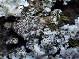 Physcia aipolia image