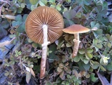 Conocybe rugosa image