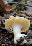 Cuphophyllus pratensis image