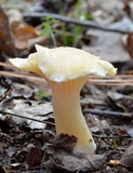 Cuphophyllus pratensis image