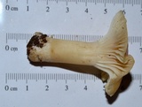 Cuphophyllus pratensis image