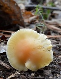 Cuphophyllus pratensis image