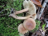Tricholoma fulvum image