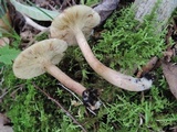 Tricholoma fulvum image