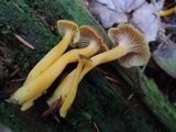 Craterellus lutescens image