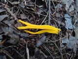 Clavulinopsis laeticolor image