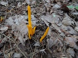 Clavulinopsis laeticolor image