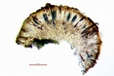 Rinodina oxydata image