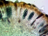 Rinodina oxydata image