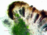 Rinodina oxydata image